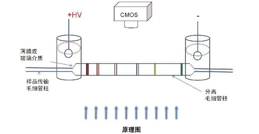 高壓放大器應(yīng)用領(lǐng)域分享:介電電泳(DEP)技術(shù)的具體應(yīng)用 高壓放大器應(yīng)用領(lǐng)域分享:介電電泳(DEP)技術(shù)的具體應(yīng)用